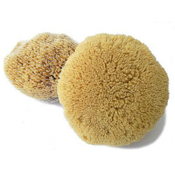 Tichomorská umývacia huba Caribbean Sun 12-13 cm (SLY354)